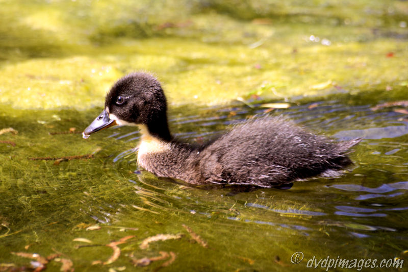 Young duckling in a pool.