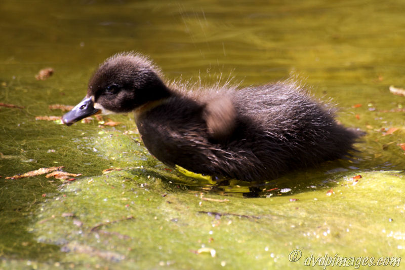 Shaking off the water.