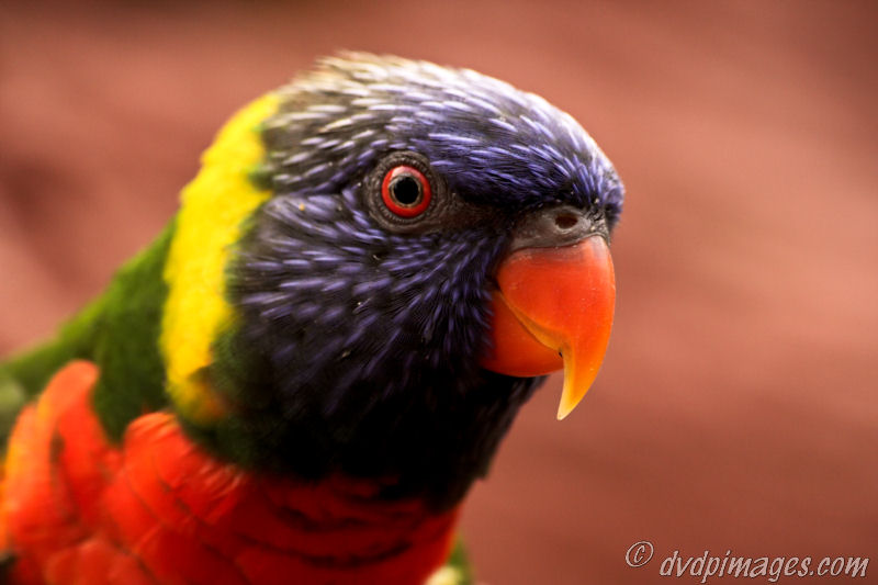 Taken in birdpark Avifauna.