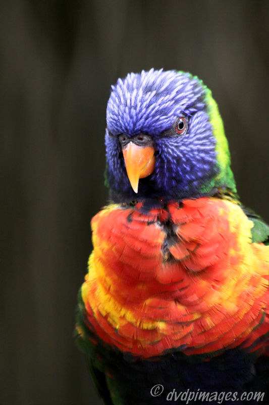 Taken in birdpark Avifauna.