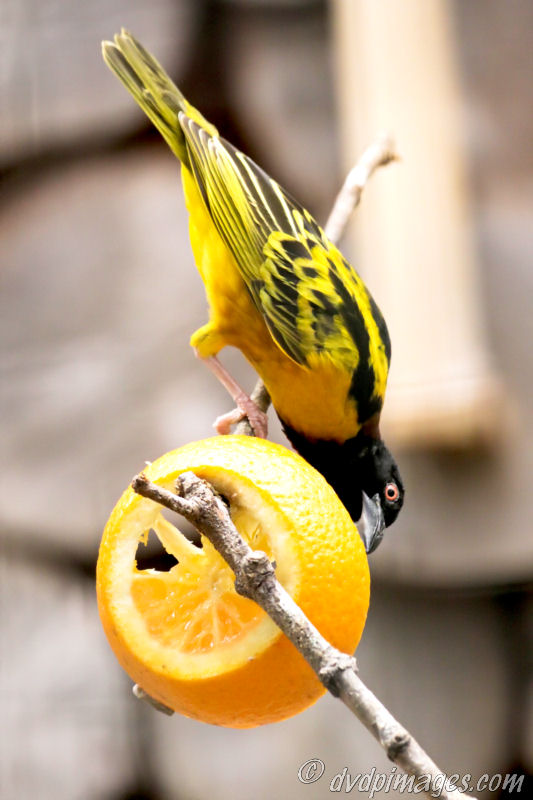 Taken in birdpark Avifauna.