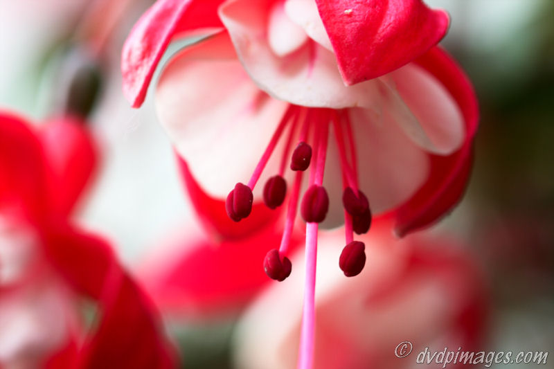 Fuchsia