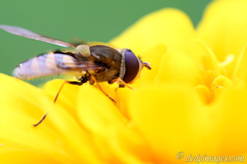 This hoverfly was scared away by another little creature... and then decided to sit on his flower instead.