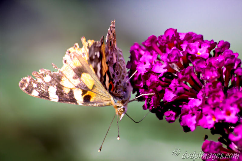 Painted Lady.