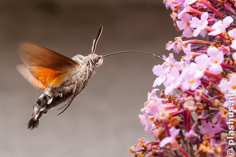 Hummingbird hawk-moth