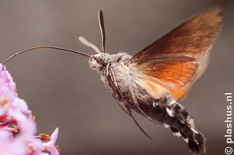 Hummingbird hawk-moth