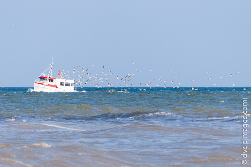 Small fishing boat followed by a group of endangered birds.